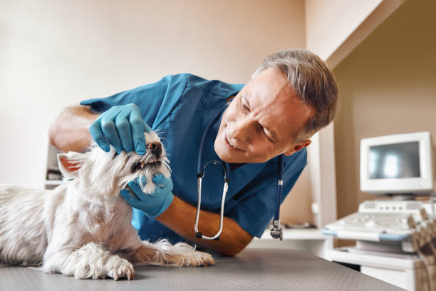 Best Pediatric Emergency Dentist in Ricardo, TX